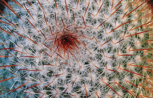 Mammillaria vaupelii (1).jpg